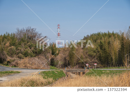 Bamboo forest on the Kizu River riverbed, Kyotanabe City, Kyoto Prefecture Bamboo forest on the Kizu River riverbed, Kyotanabe City, Kyoto Prefecture 137322394