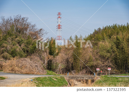 Bamboo forest on the Kizu River riverbed, Kyotanabe City, Kyoto Prefecture Bamboo forest on the Kizu River riverbed, Kyotanabe City, Kyoto Prefecture 137322395