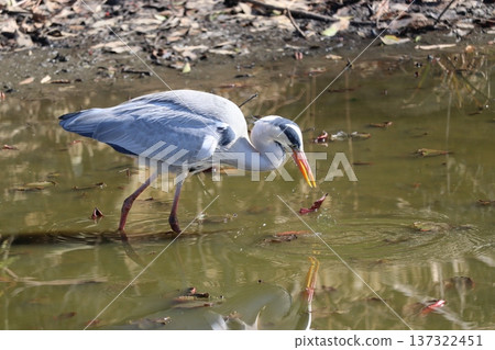 A heron eating and swallowing food A heron eating and swallowing food 137322451