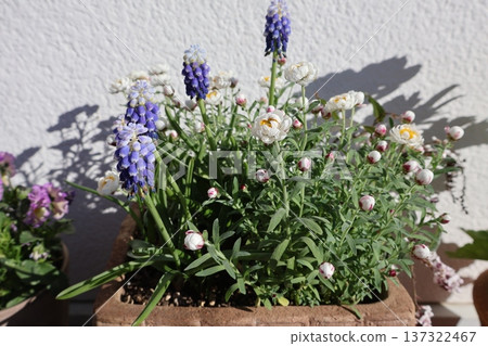 花夾和雙色風信子種植 137322467