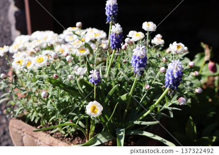 Bicolor Muscari and Flower Hairpin Arrangement Bicolor Muscari and Flower Hairpin Arrangement 137322492