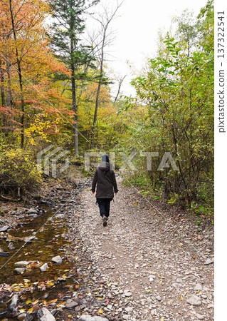 Woman walking away along forest path during autumn solo hike. Back view, calm wellness travel, peaceful journey and mindful rest in nature. 137322541