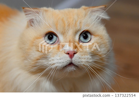 Front view domestic cat portrait with folded ears and blue eyes attentively watching camera indoors, calm and focused pet at home. 137322554