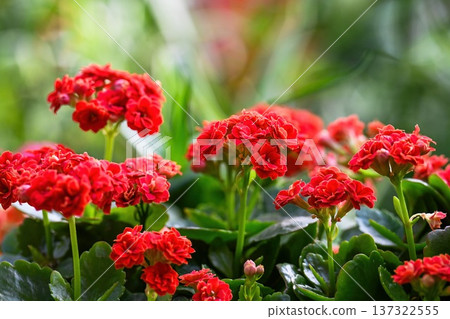 Blurry floral background with red kalanchoe flower. Soft focus on blooming succulent plant for natural wallpaper. Vibrant spring garden backdrop. Blurry floral background with red kalanchoe flower. Soft focus on blooming succulent plant for natural wallpaper. Vibrant spring garden backdrop. 137322555