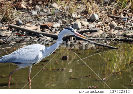 A heron finds food 137322813
