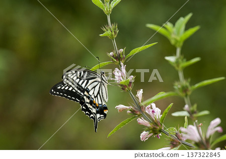 一隻鳳蝶正在棉花植株上吸食花蜜 137322845
