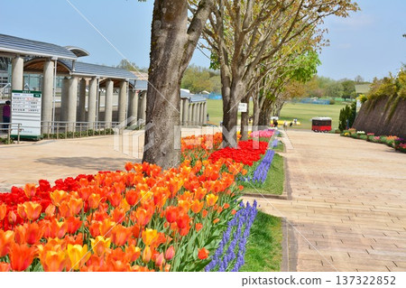 Nagaoka City National Echigo Hills Park Tulip Fields Nagaoka City National Echigo Hills Park Tulip Fields 137322852