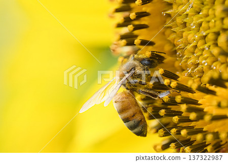 Bees collecting sunflower nectar 137322987
