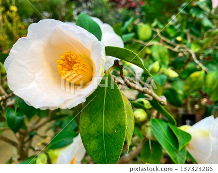 Yurigahara Park Greenhouse, White Camellia, Kita Ward, Sapporo City, Early Spring Yurigahara Park Greenhouse, White Camellia, Kita Ward, Sapporo City, Early Spring 137323286