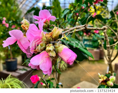 Yurigahara Park Greenhouse: Pink rhododendrons, Kita Ward, Sapporo City, early spring. Yurigahara Park Greenhouse: Pink rhododendrons, Kita Ward, Sapporo City, early spring. 137323414