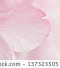 櫻花花瓣的特寫 137323505