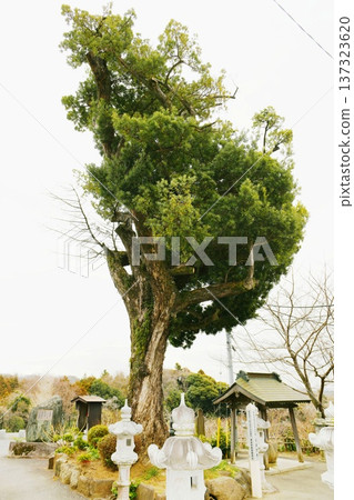 [厚木市、厚木市指定天然紀念物：坂東三十三處第六寺、長谷寺（飯山觀音）的犬卷] 137323620