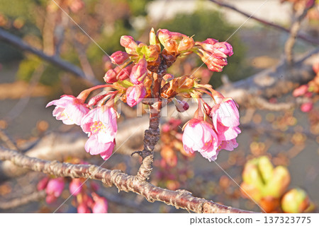 芽春 芽春 137323775