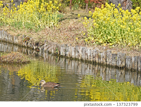 強姦開花的風景 137323799