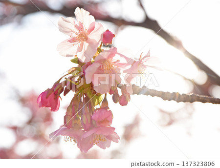 Spring coming Spring coming 137323806