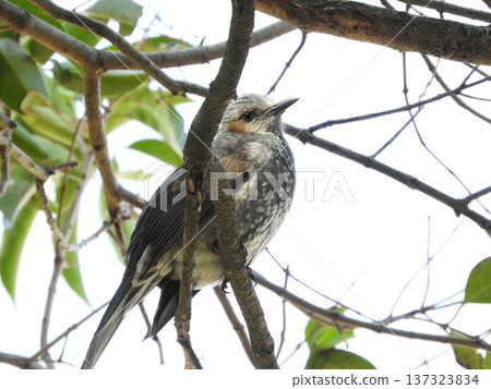 Perch Perch 137323834