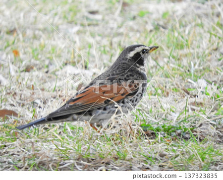 Winter bird Winter bird 137323835
