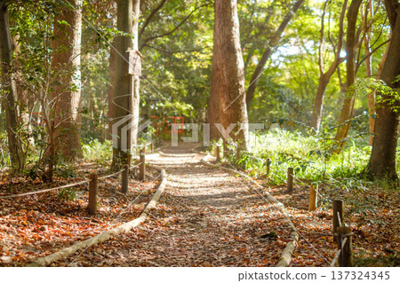 世界遺產下鴨神社的「忠之森」：陽光透過樹木灑下，一條綠意盎然的靜謐小徑。 137324345
