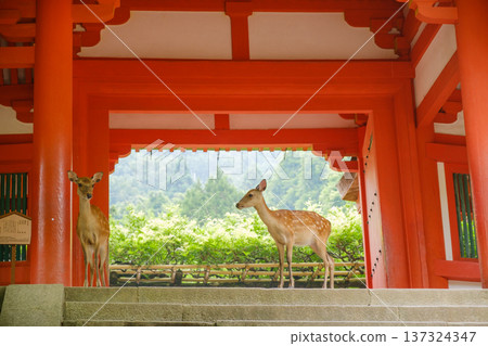 Deer in the grounds of Kasuga Taisha Shrine: The World Heritage Vermilion Gate and the God's Messenger Deer in the grounds of Kasuga Taisha Shrine: The World Heritage Vermilion Gate and the God's Messenger 137324347