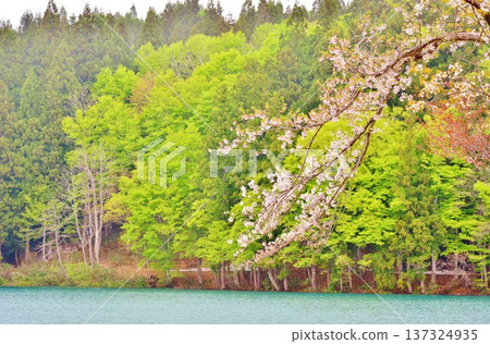 傳說中像徵翠綠女神的池塘－加賀美池，以及櫻花美景 137324935