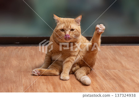 Orange cat sitting on the floor and pose funnily for the camera. 137324938