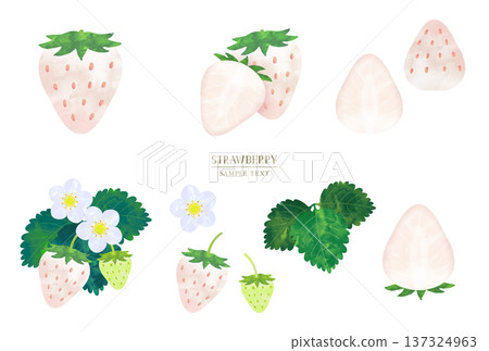 手繪水彩白色草莓插畫集 手繪水彩白色草莓插畫集 137324963