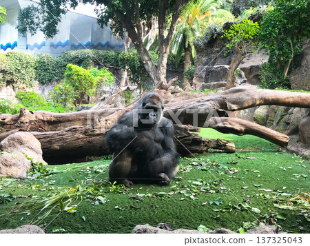 Gorilla in national park in its natural habitat 137325043