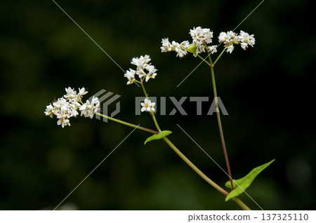 初秋時節,白色花朵盛開。 初秋時節,白色花朵盛開。 137325110