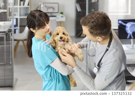 Veterinarian and nurse comforting poodle puppy during clinic checkup and care Veterinarian and nurse comforting poodle puppy during clinic checkup and care 137325132