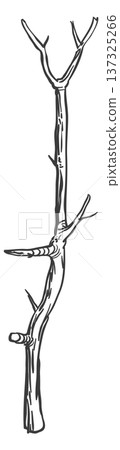 Dead tree branch drawing. Wooden natural stick 137325266