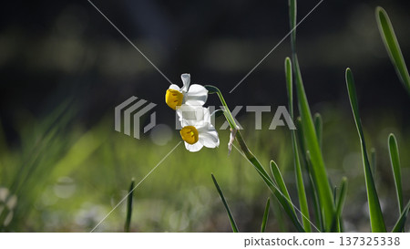 晨曦中盛開的白色水仙花-這是日本常見的自然景觀,預示著春天的到來。 晨曦中盛開的白色水仙花-這是日本常見的自然景觀,預示著春天的到來。 137325338