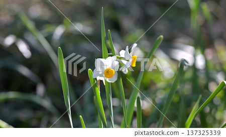 晨曦中盛開的白色水仙花－這是日本常見的自然景觀，預示著春天的到來。 137325339