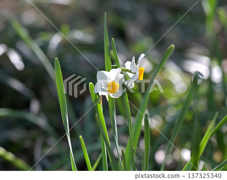 晨曦中盛開的白色水仙花-這是日本常見的自然景觀,預示著春天的到來。 晨曦中盛開的白色水仙花-這是日本常見的自然景觀,預示著春天的到來。 137325340