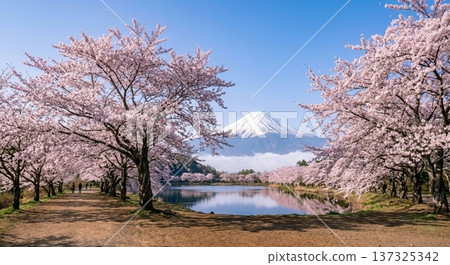 [AI generated] Mt. Fuji and cherry blossoms 0702502 137325342