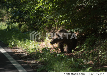 Wild brown bear on a forest countryroad 137325444