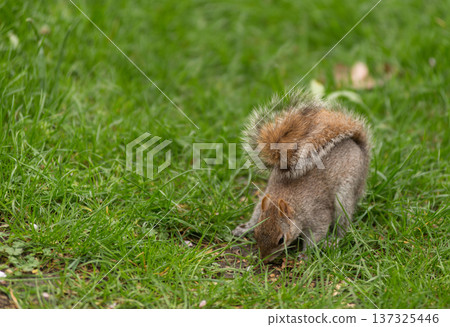 Playful grey squirrel Playful grey squirrel 137325446
