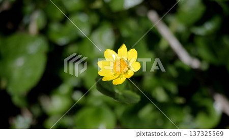 Yellow marsh marigold flowers blooming in early spring - a close-up of a wildflower heralding the arrival of spring 137325569