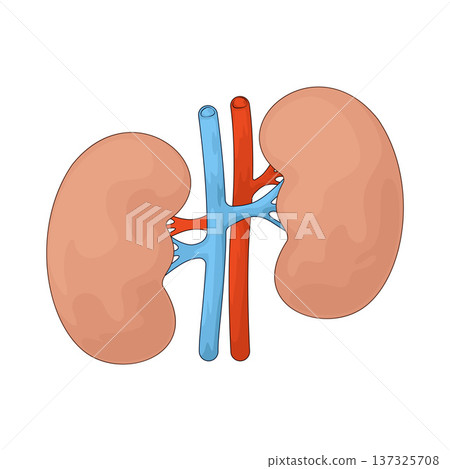 Illustration of Kidneys Illustration of Kidneys 137325708