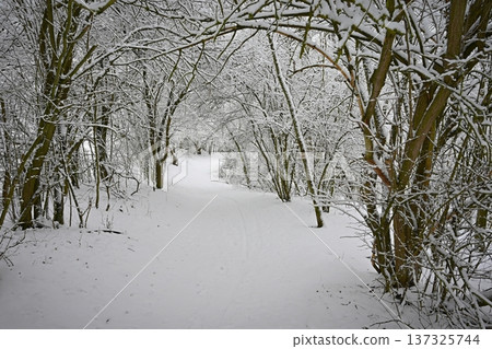 Winter landscape - frosty trees in the forest. Nature covered with snow. Beautiful seasonal natural background. 137325744