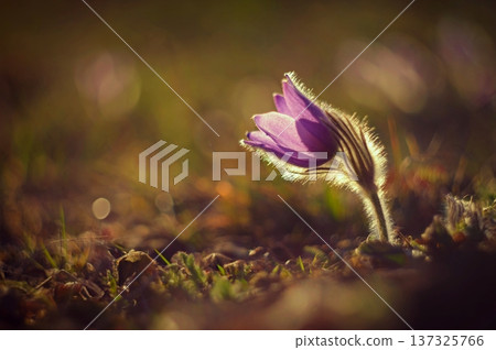 Spring background with flower. Beautiful nature at sunset in spring time. Pasque flower (Pulsatilla grandis) Spring background with flower. Beautiful nature at sunset in spring time. Pasque flower (Pulsatilla grandis) 137325766