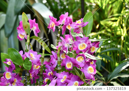 石end 石end 137325819