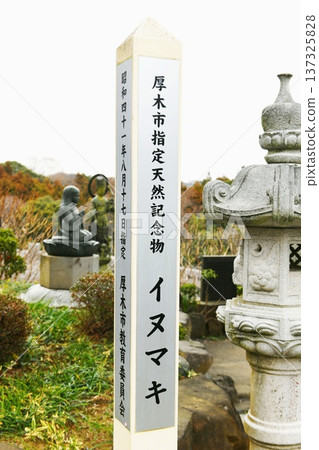 [厚木市，厚木指定天然紀念物，長谷寺（飯山觀音）的犬卷路標，阪東三十三寺巡禮的第六寺] 137325828