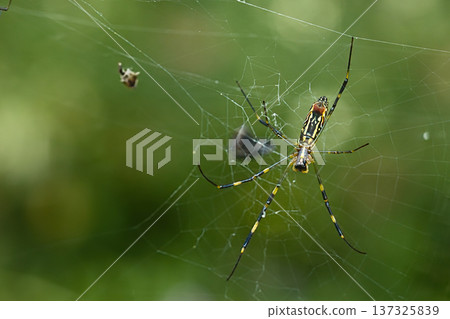 Jorou gum captured prey Jorou gum captured prey 137325839