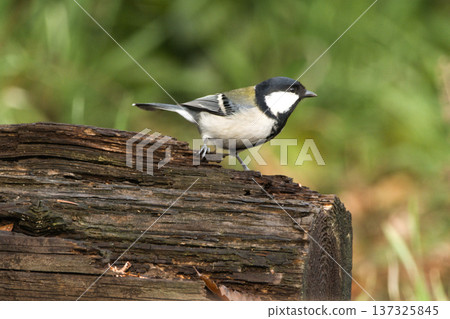 Great tit perched on a fallen tree 137325845