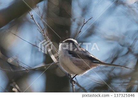 Enaga to stick to branches Enaga to stick to branches 137325846
