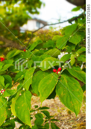 Autumn October Dogwood tree with red berries 137325865
