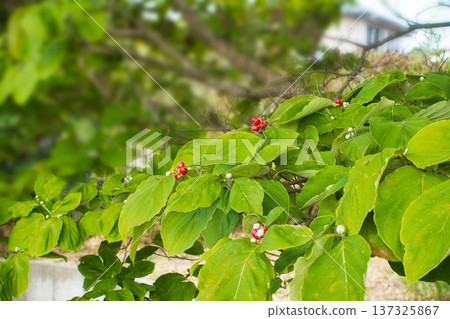 Autumn October Dogwood tree with red berries 137325867