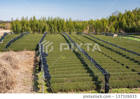 Tea fields on the banks of the Kizu River, Kyotanabe City, Kyoto Prefecture Tea fields on the banks of the Kizu River, Kyotanabe City, Kyoto Prefecture 137326033
