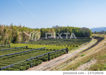 Tea fields on the banks of the Kizu River, Kyotanabe City, Kyoto Prefecture Tea fields on the banks of the Kizu River, Kyotanabe City, Kyoto Prefecture 137326036
