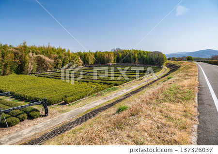 Tea fields on the banks of the Kizu River, Kyotanabe City, Kyoto Prefecture Tea fields on the banks of the Kizu River, Kyotanabe City, Kyoto Prefecture 137326037
